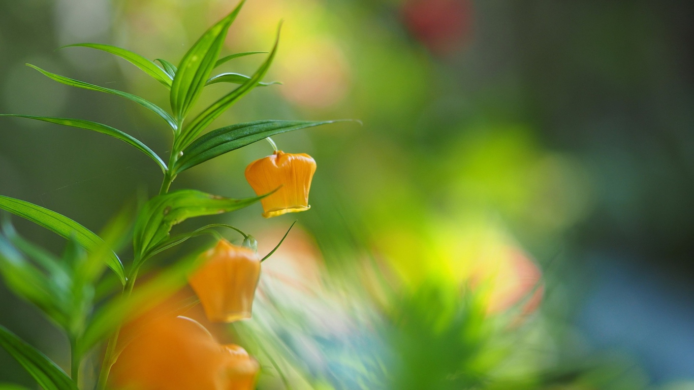 Желтый цветок