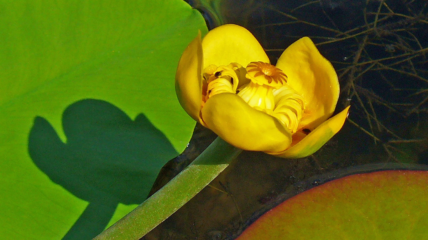 Цветок желтая кубышка