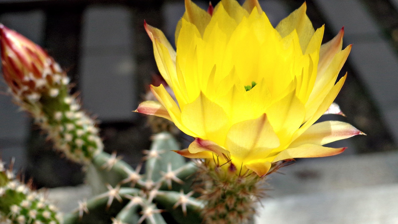 Желтый цветок кактуса