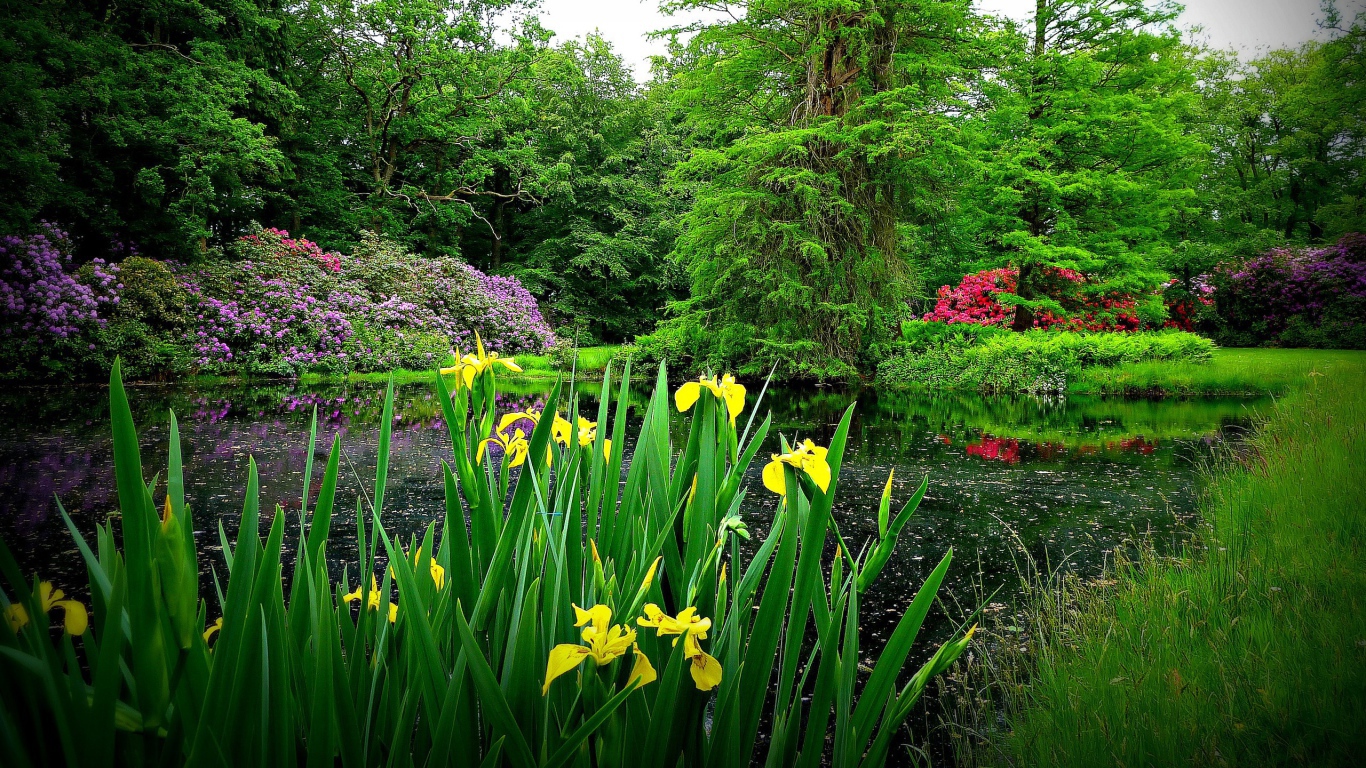 Желтые цветы на берегу озера