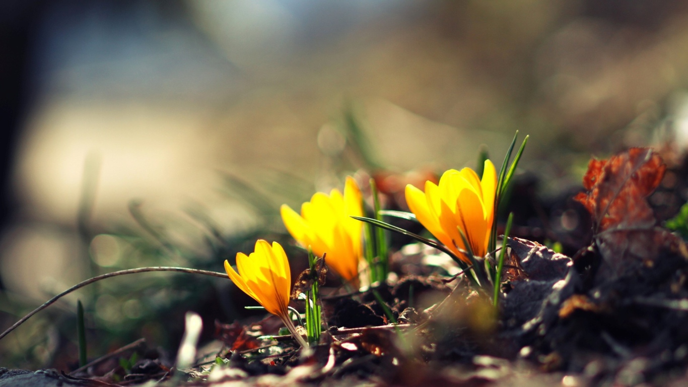 Жёлтые фонари