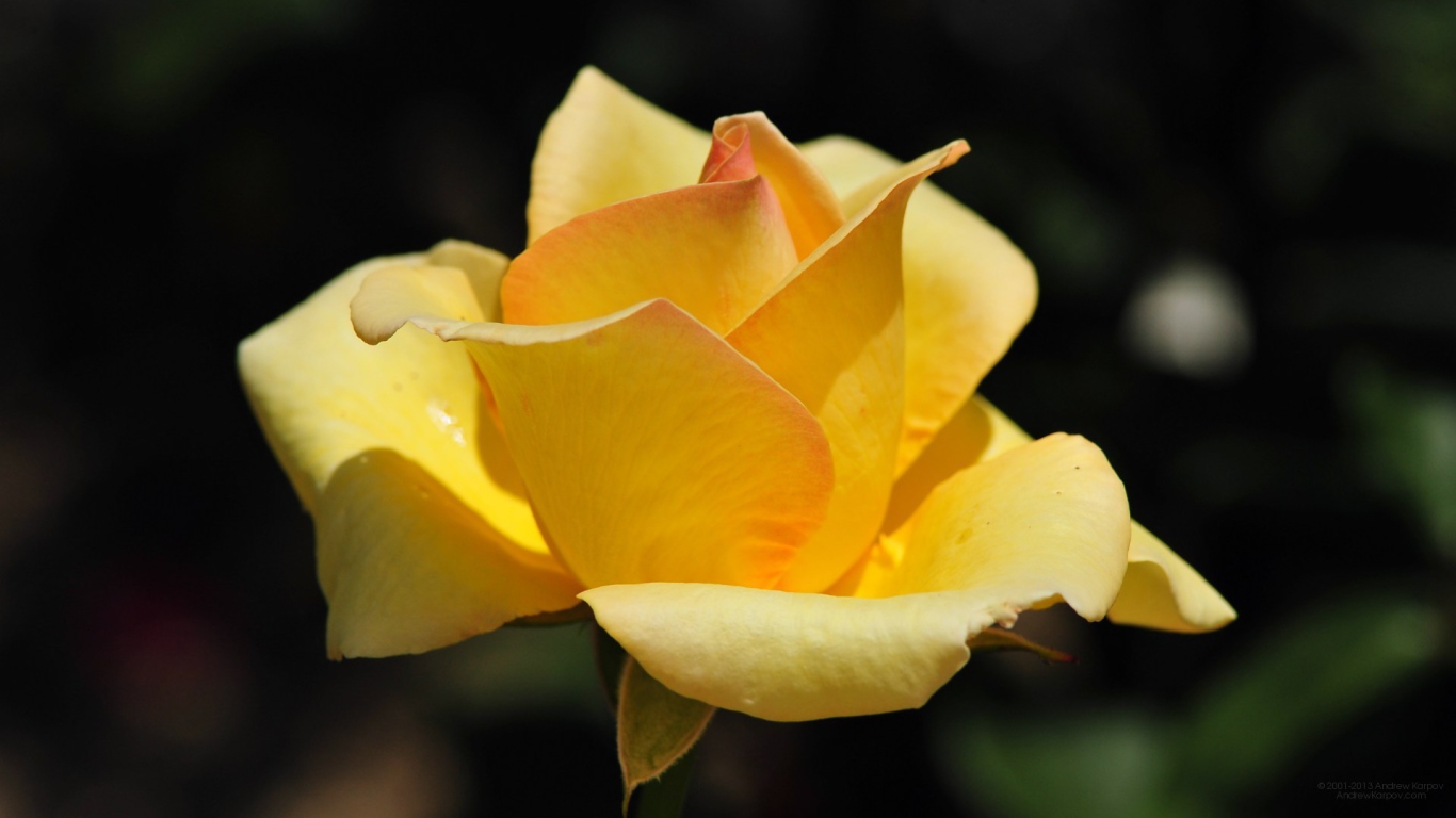 Жёлтая роза на фоне сада