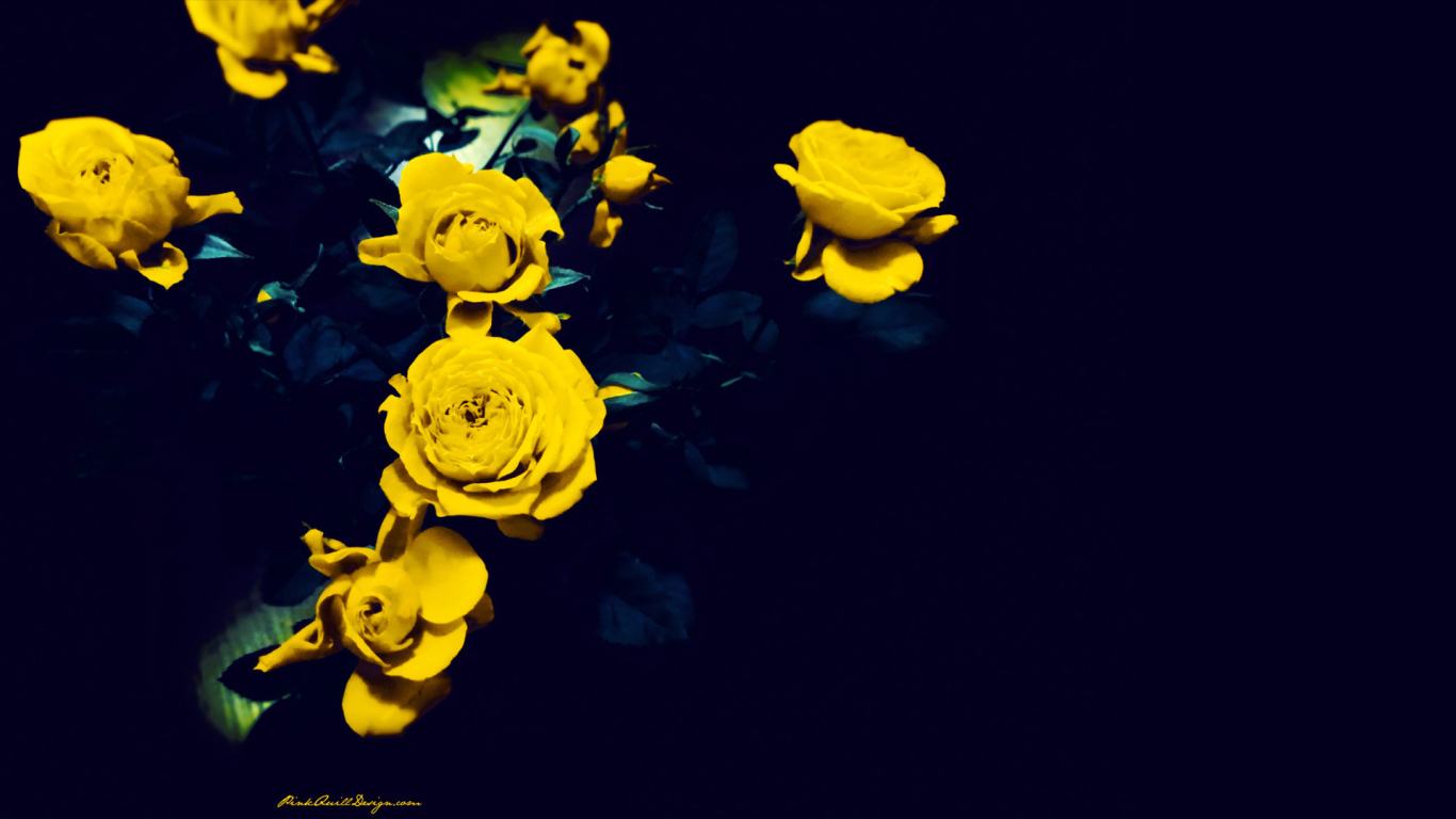 Жёлтые розы на тёмно-синем фоне