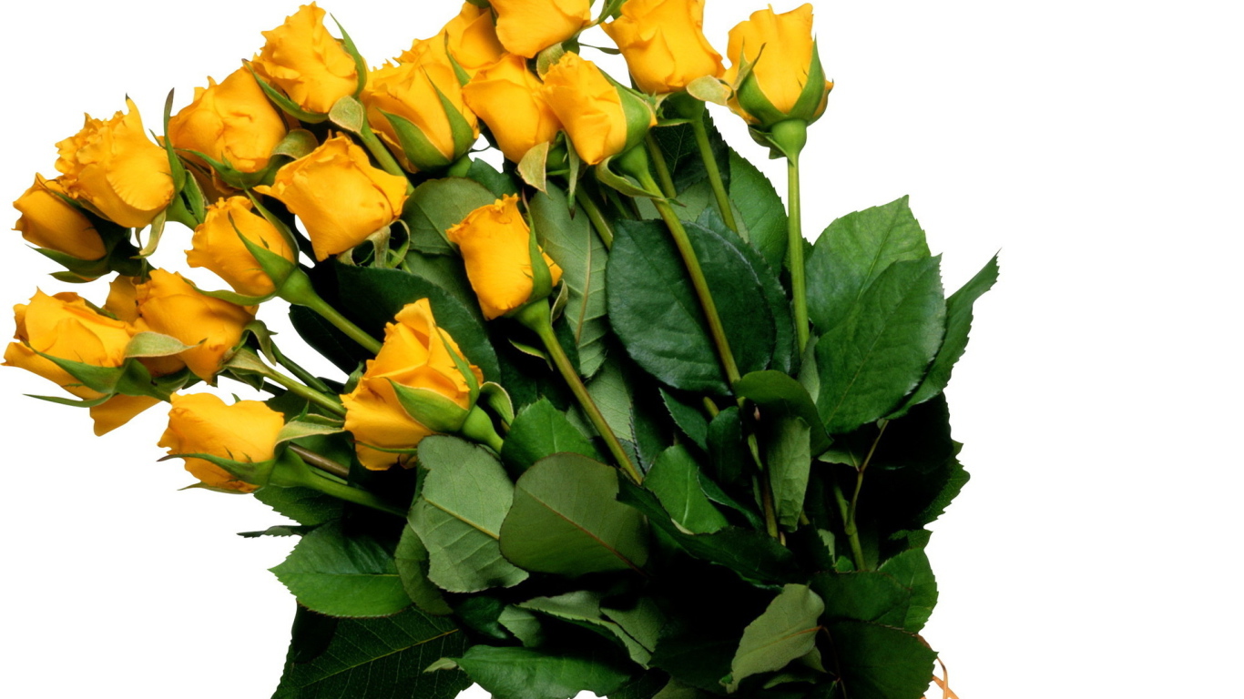 Жёлтые розы на белом фоне