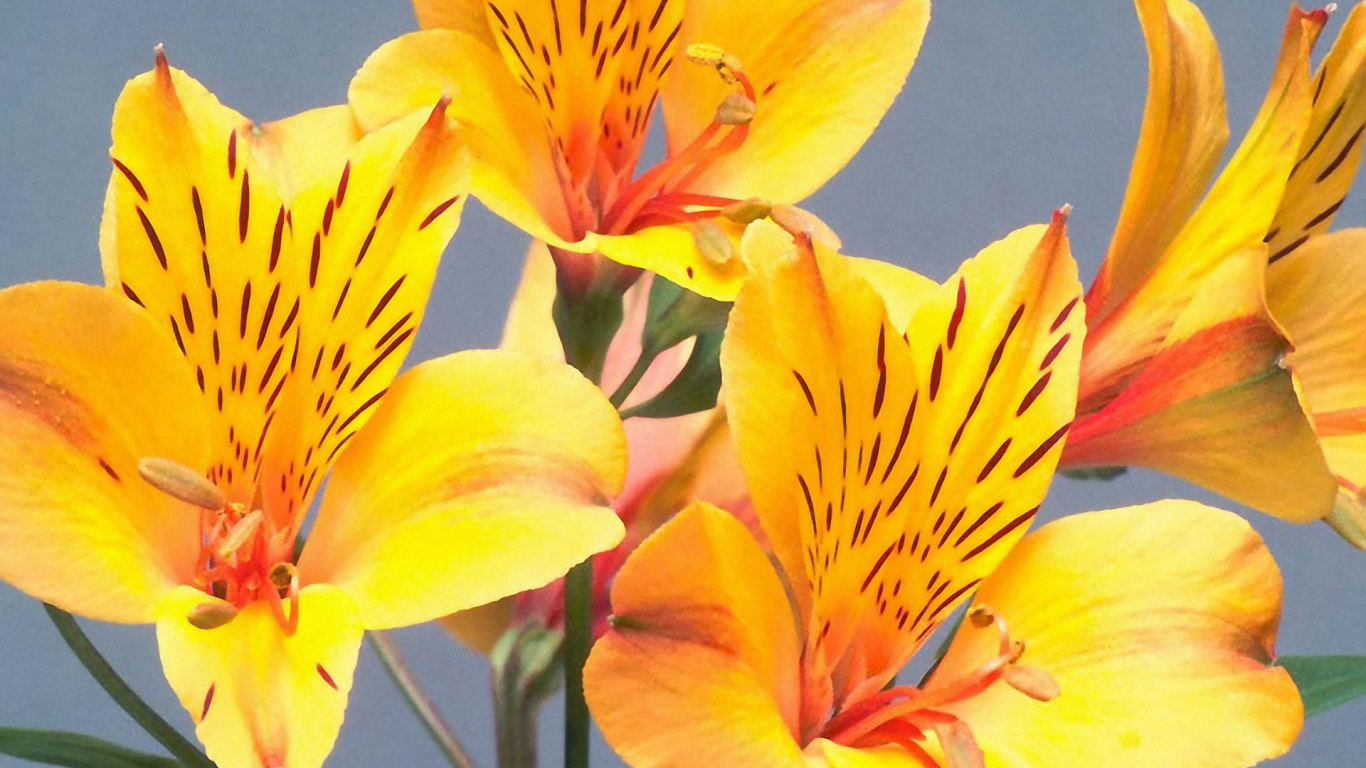 Желтые пятнистые цветы