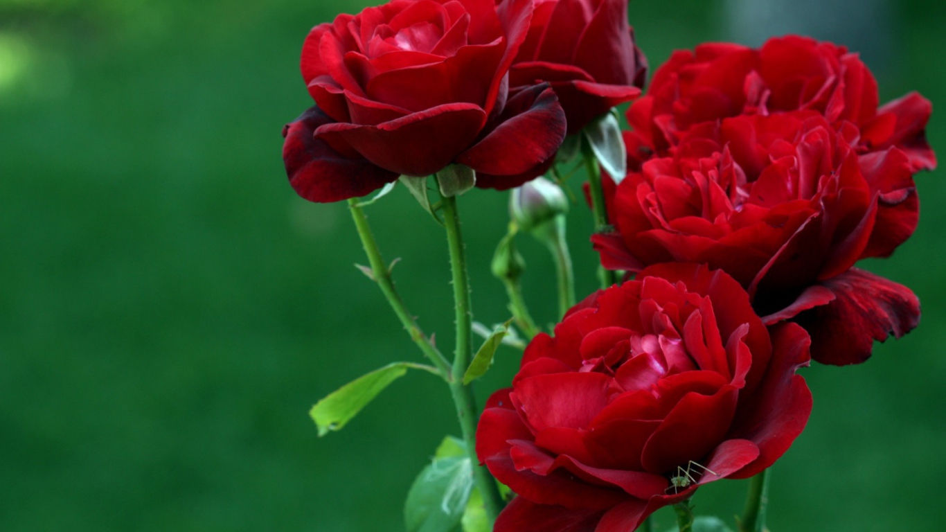 Букет красных роз на зеленом фоне