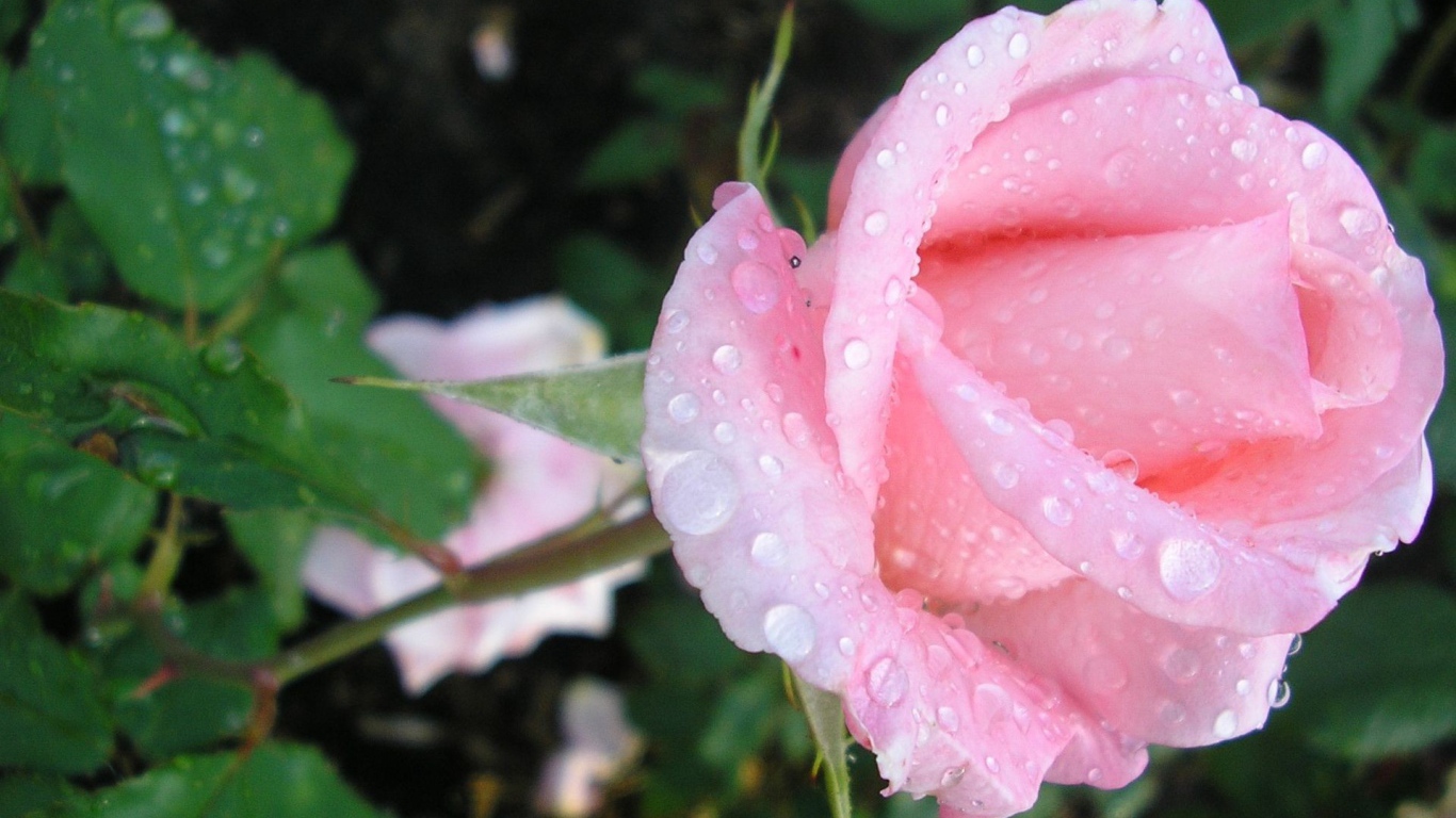 Нежная роза в каплях росы