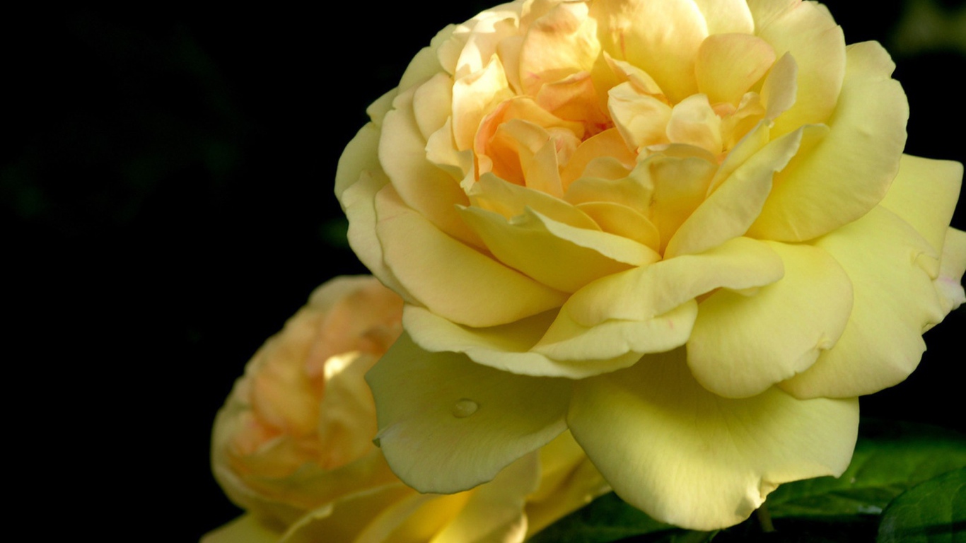 Желтая роза