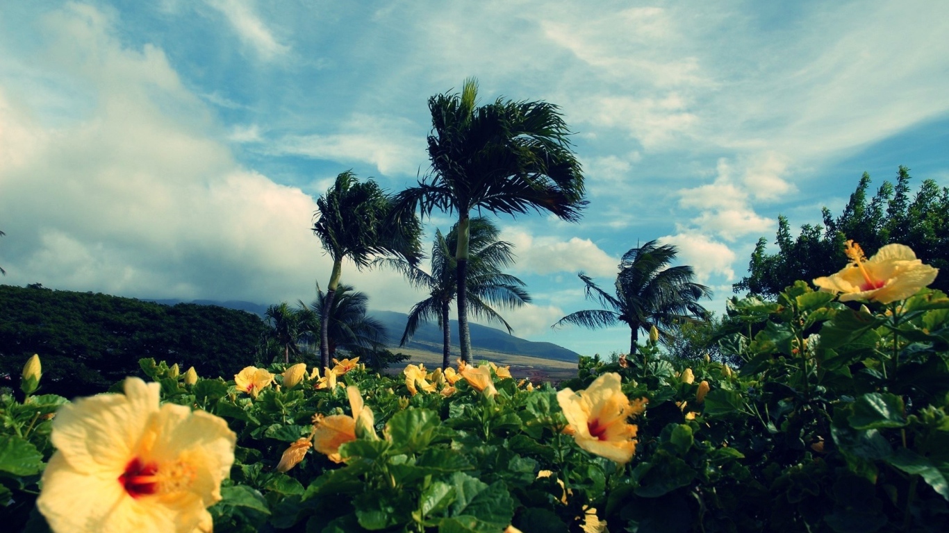 Желтые тропические цветки