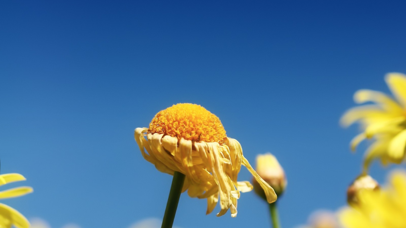 Засохший цветок