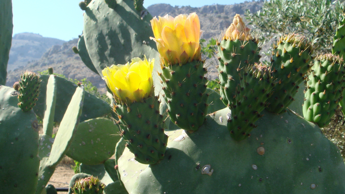 Цветущий кактус
