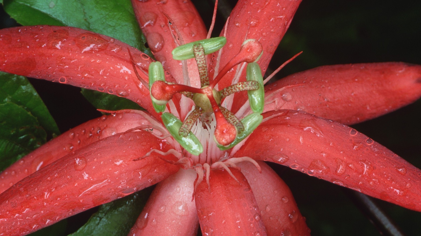 Цветок из Эквадора