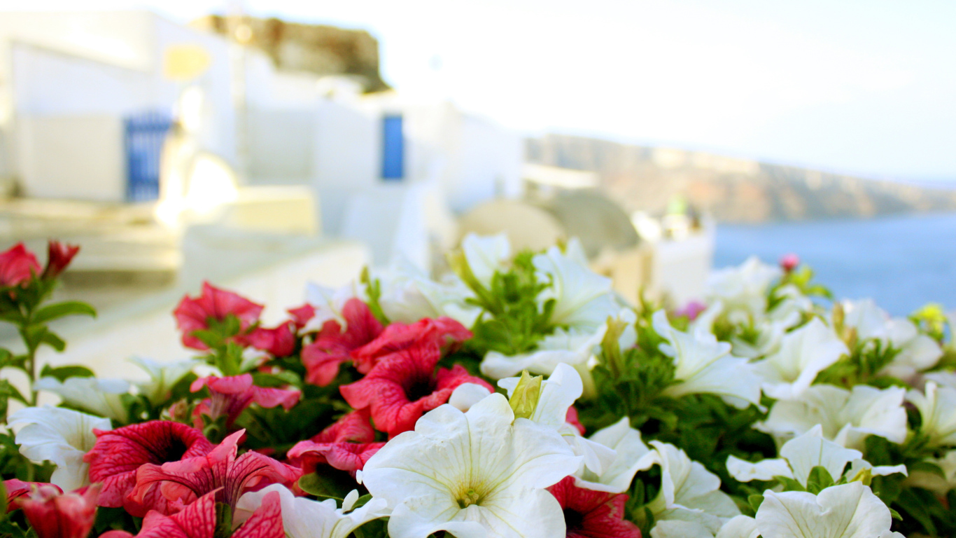 Цветы в Греции