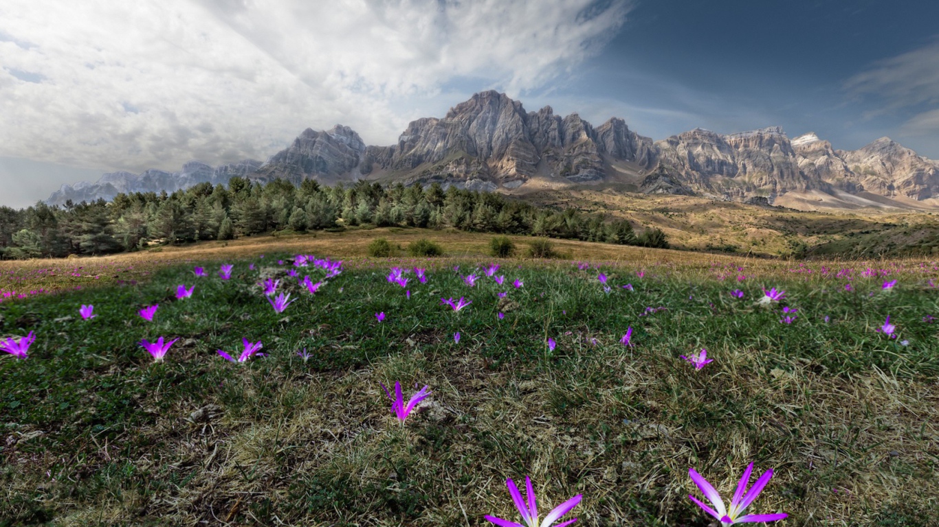 Цветы в горах