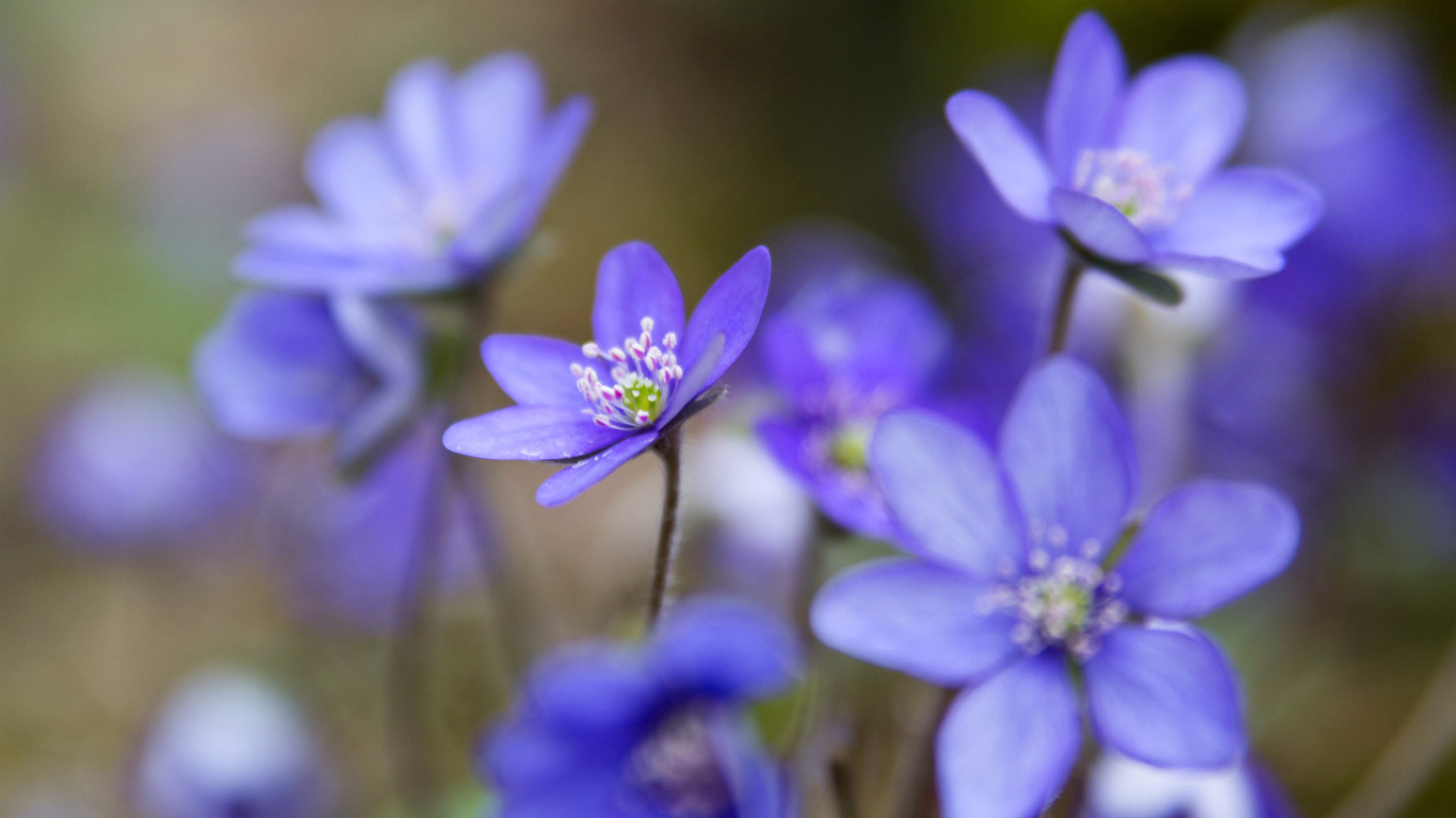 Цветы подснежники