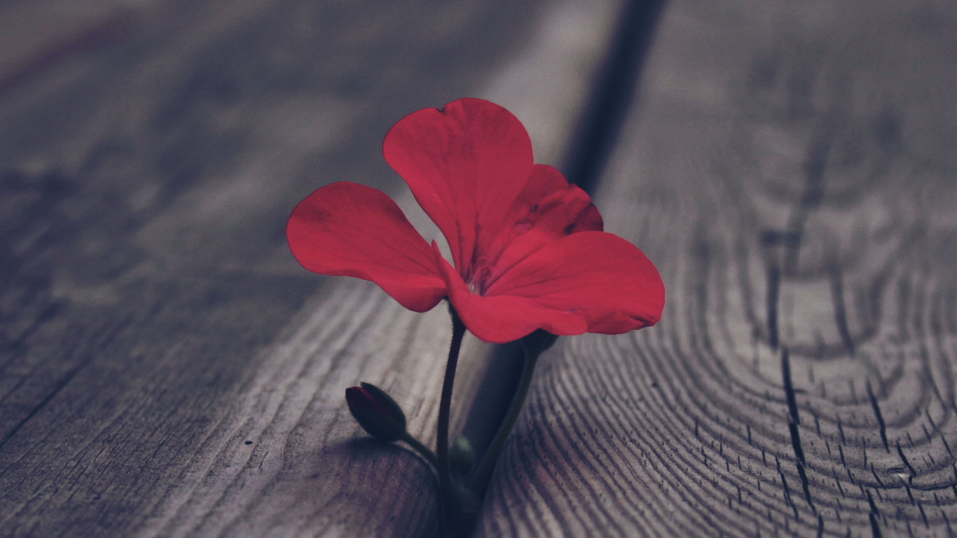 Цветок герани