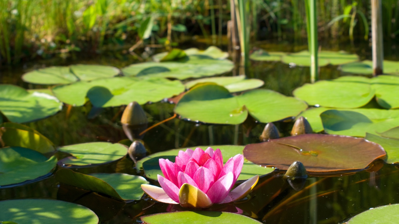 Озеро с водяной лилией
