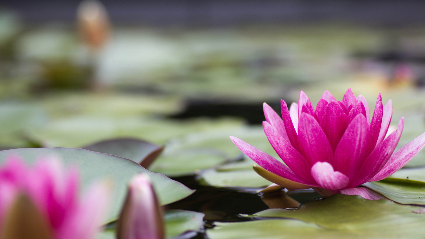 Большая розовая лилия