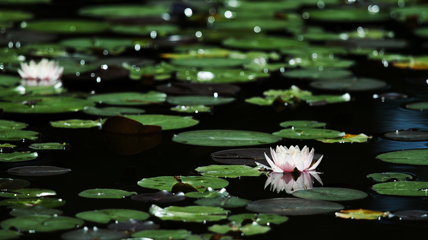 Лилии на темной воде