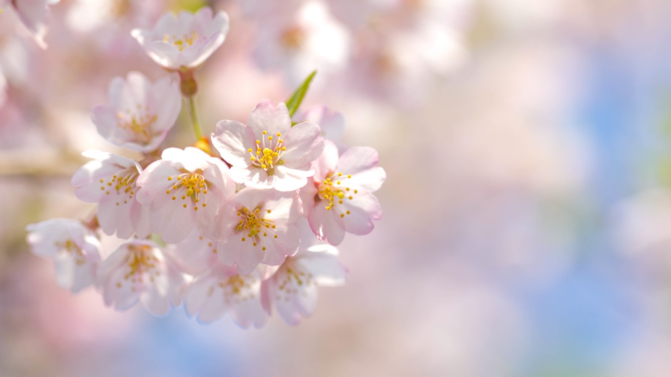 Розовые лепестки цветущей сакуры