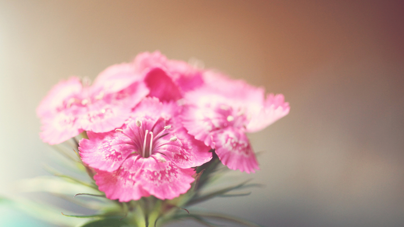 Розовые фиалки