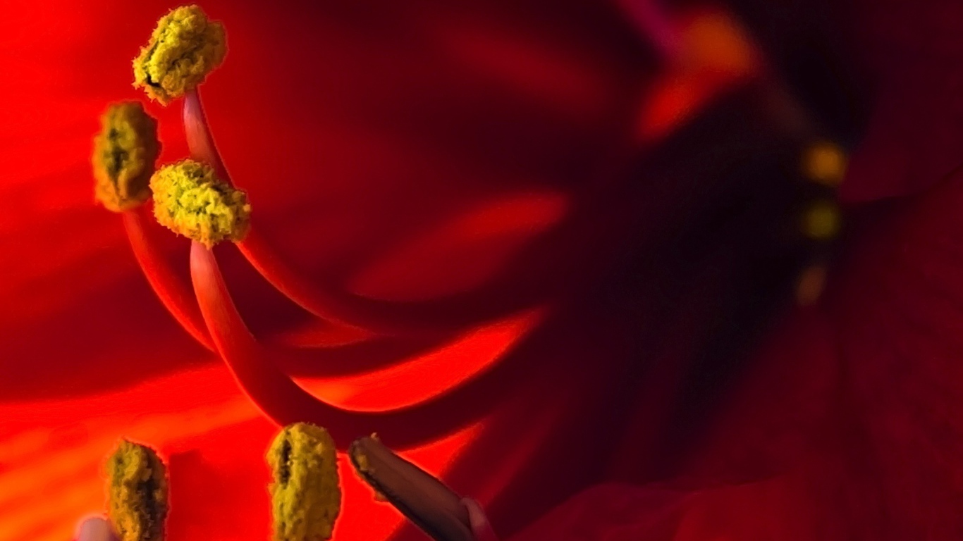 Пестики красного цветка