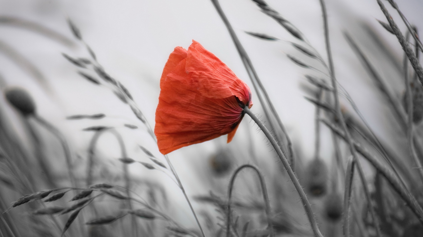 Мак среди травы