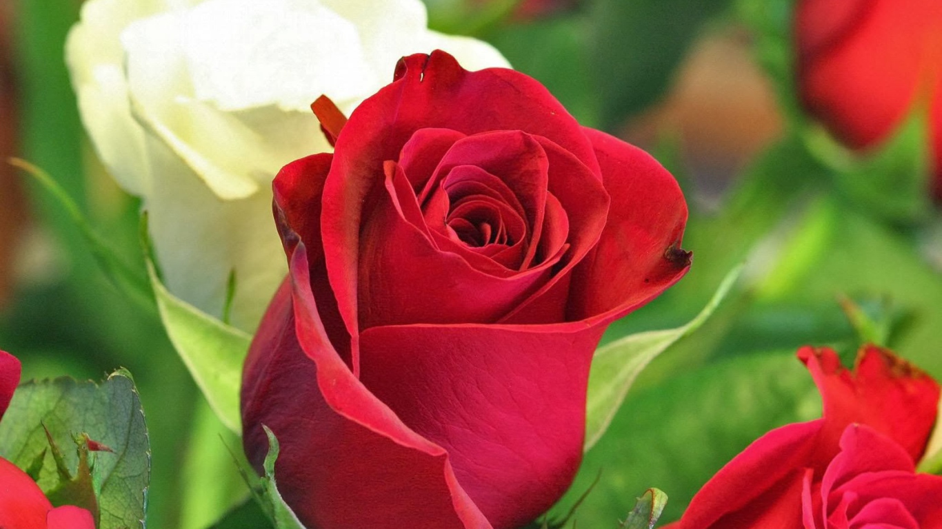 Красная и белая роза