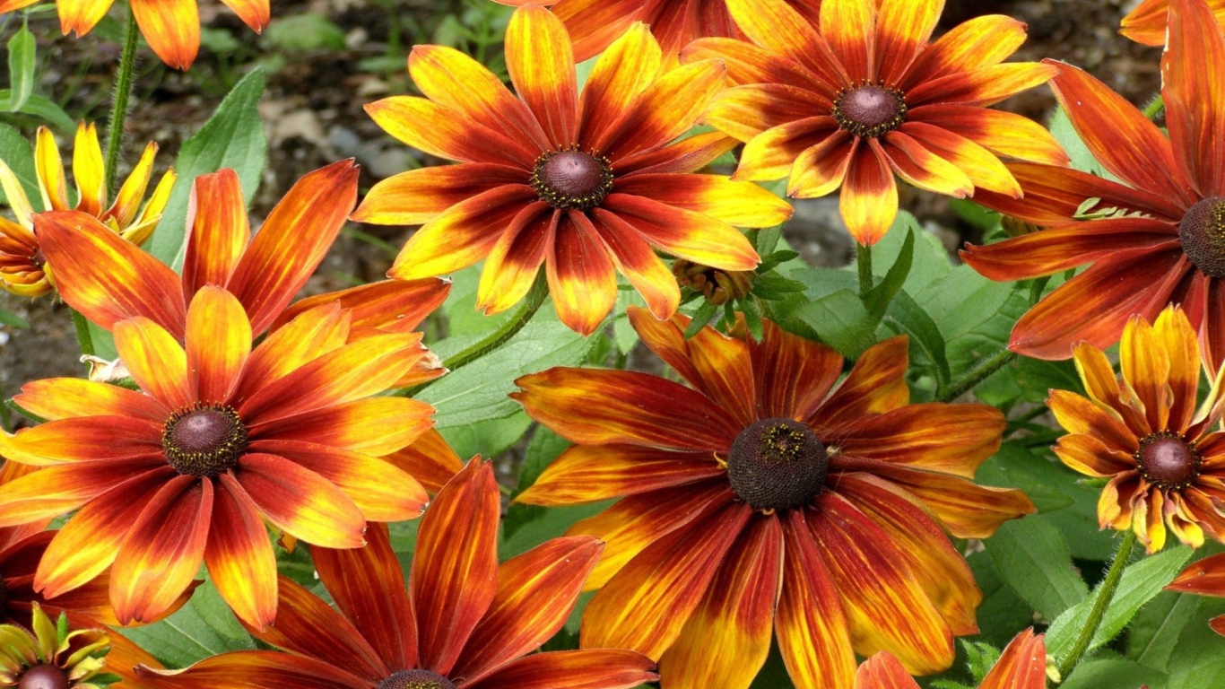 Красно желтые цветы