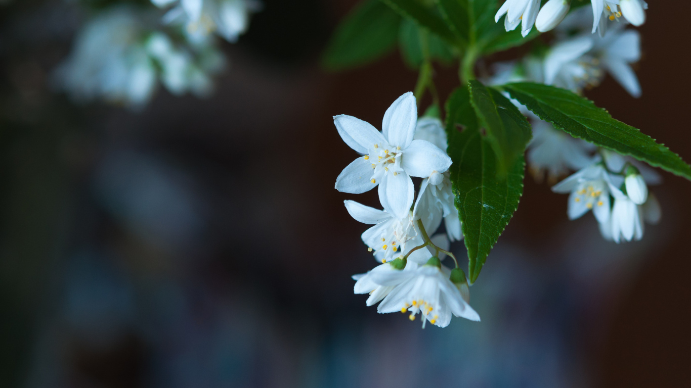 Маленькие белые цветы