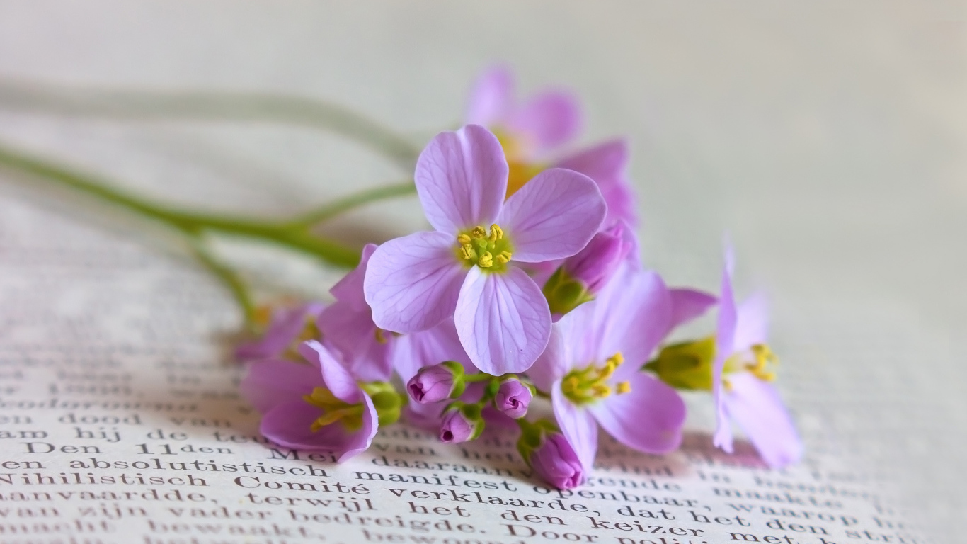 Мелкие полевые цветы на книге