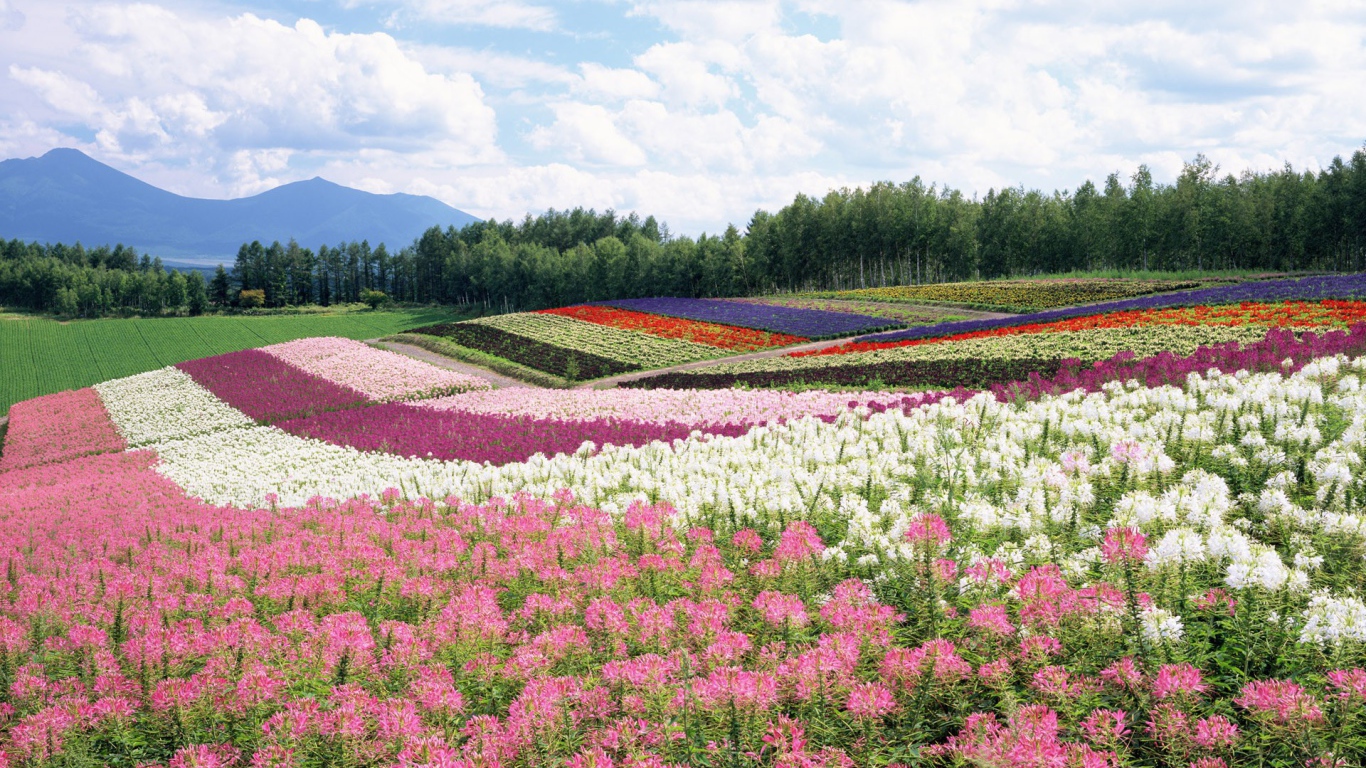 Цветочные поля летом