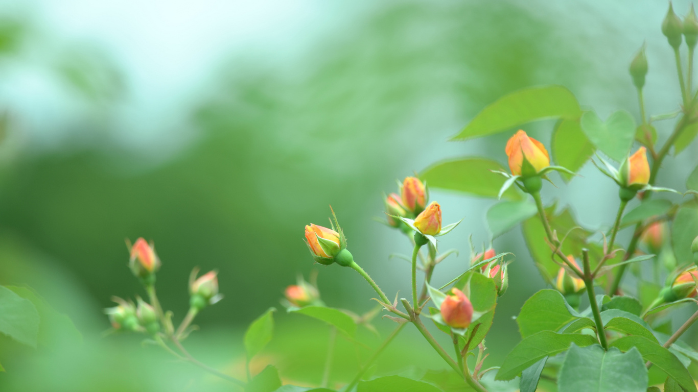 Нераскрытые бутоны роз