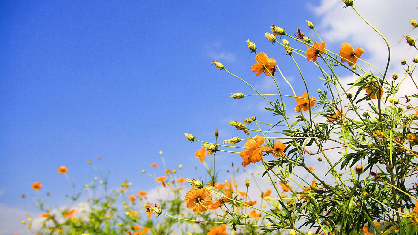 Полевые цветы на фоне неба