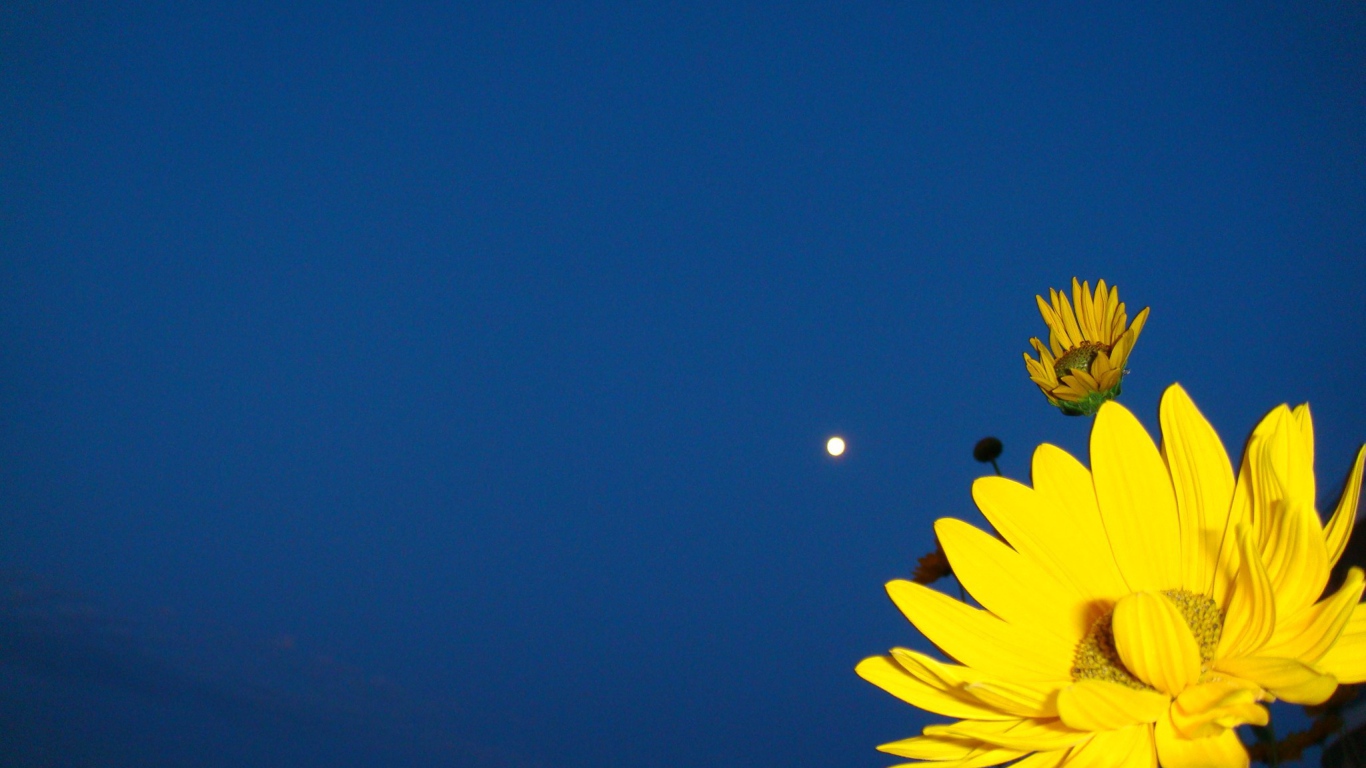 Желтый цветок на синем фоне