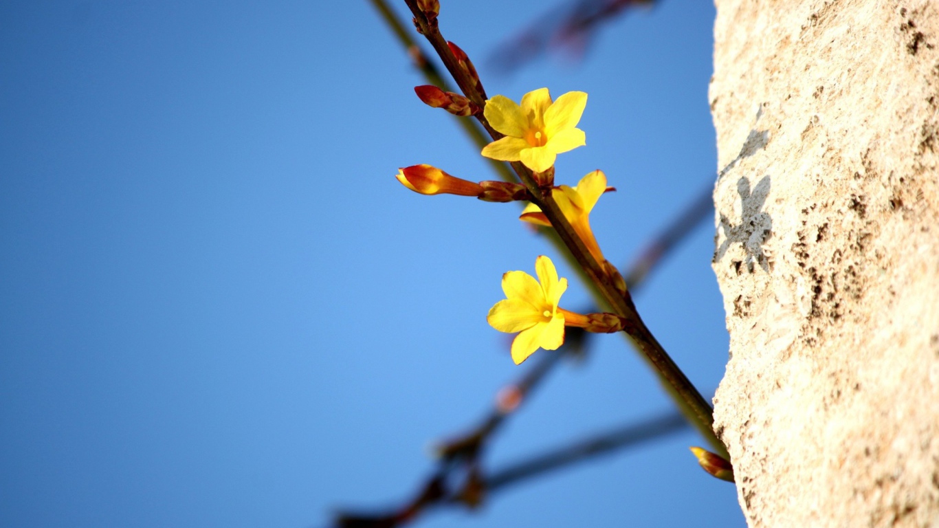 Желтые цветы на ветке