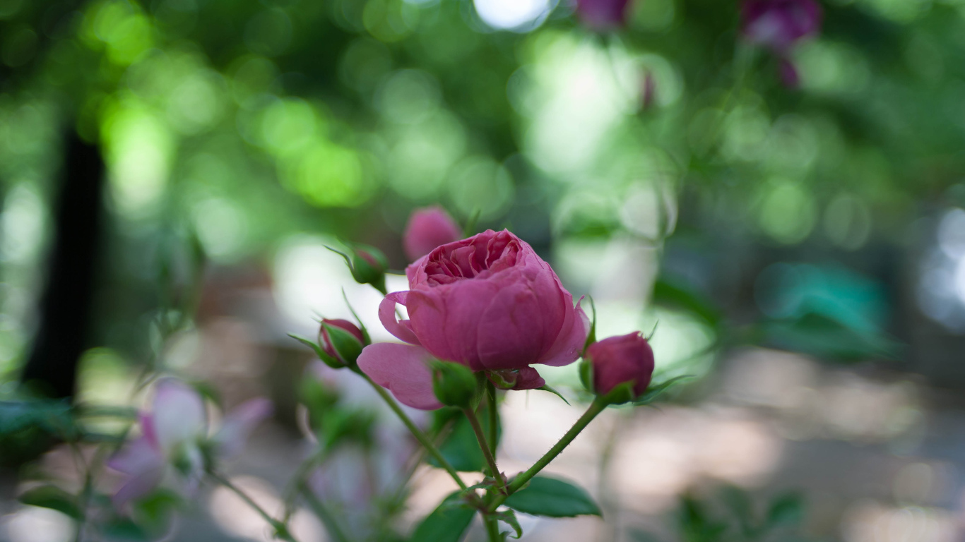 Молодой бутон розы