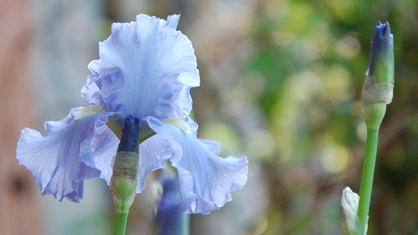 Голубой ирис