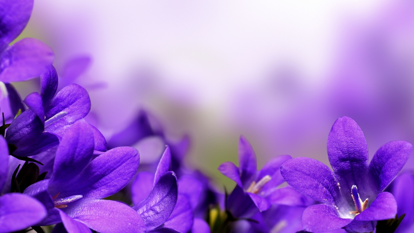 Цветы колокольчики