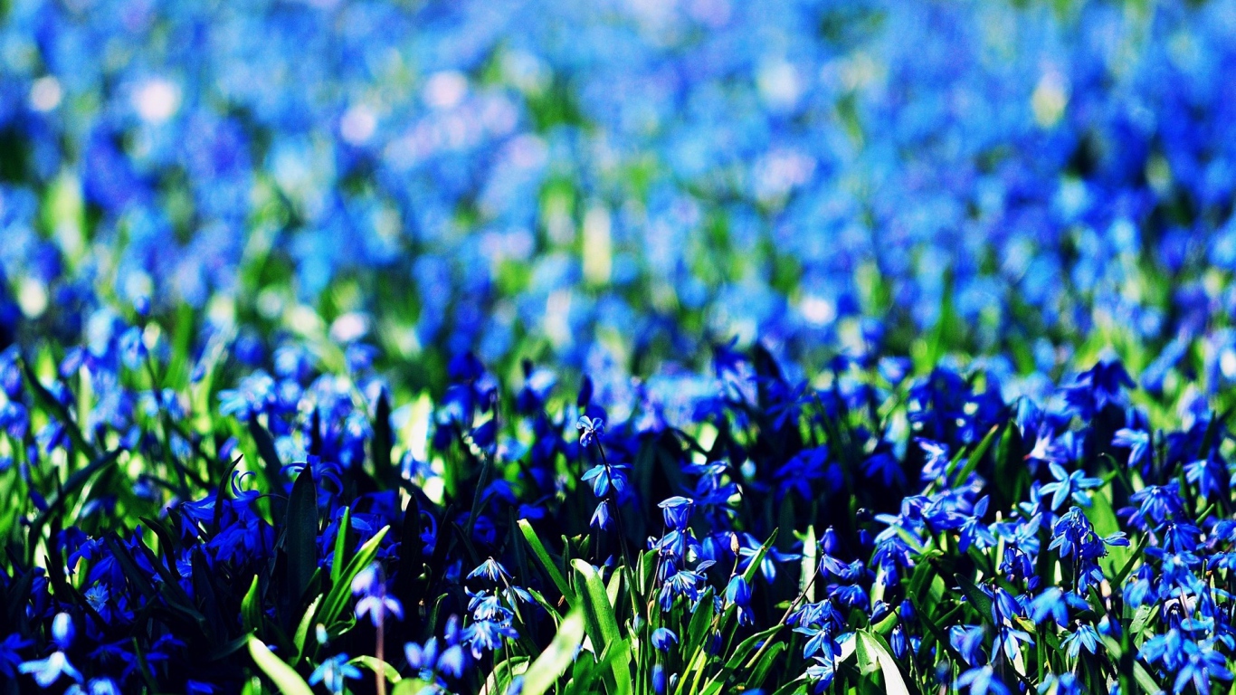 Васильковое море