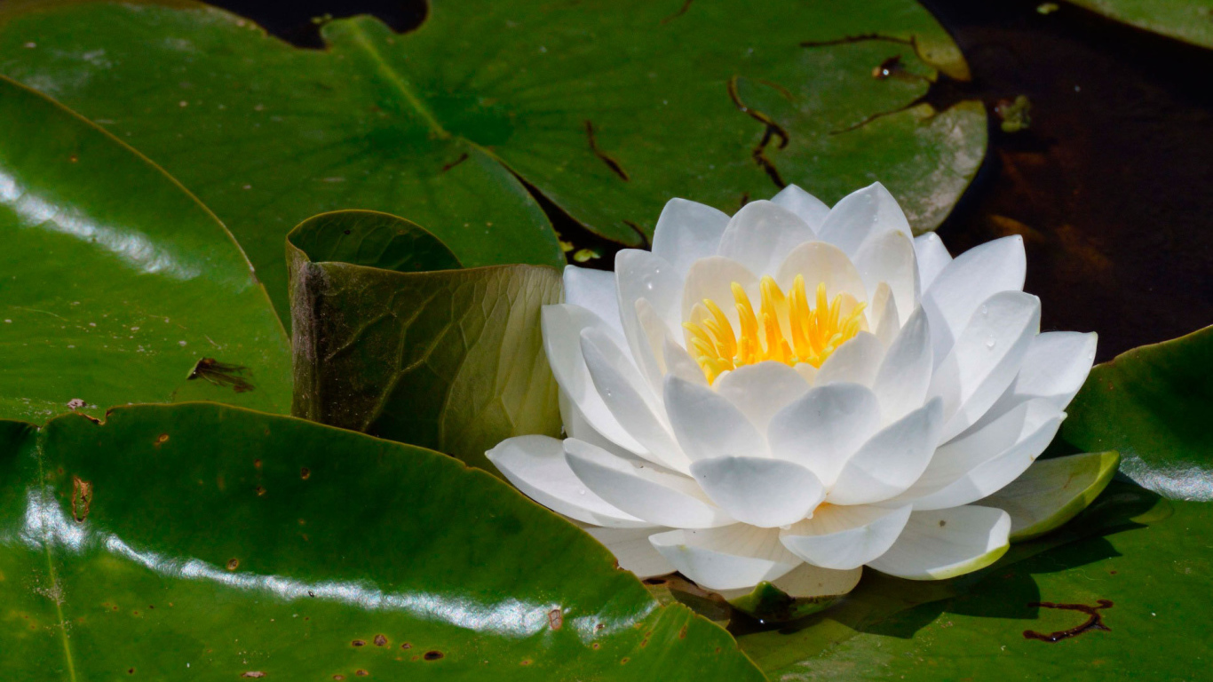 Цветок нимфея