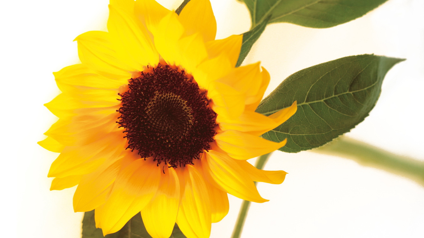 Цветок подсолнуха