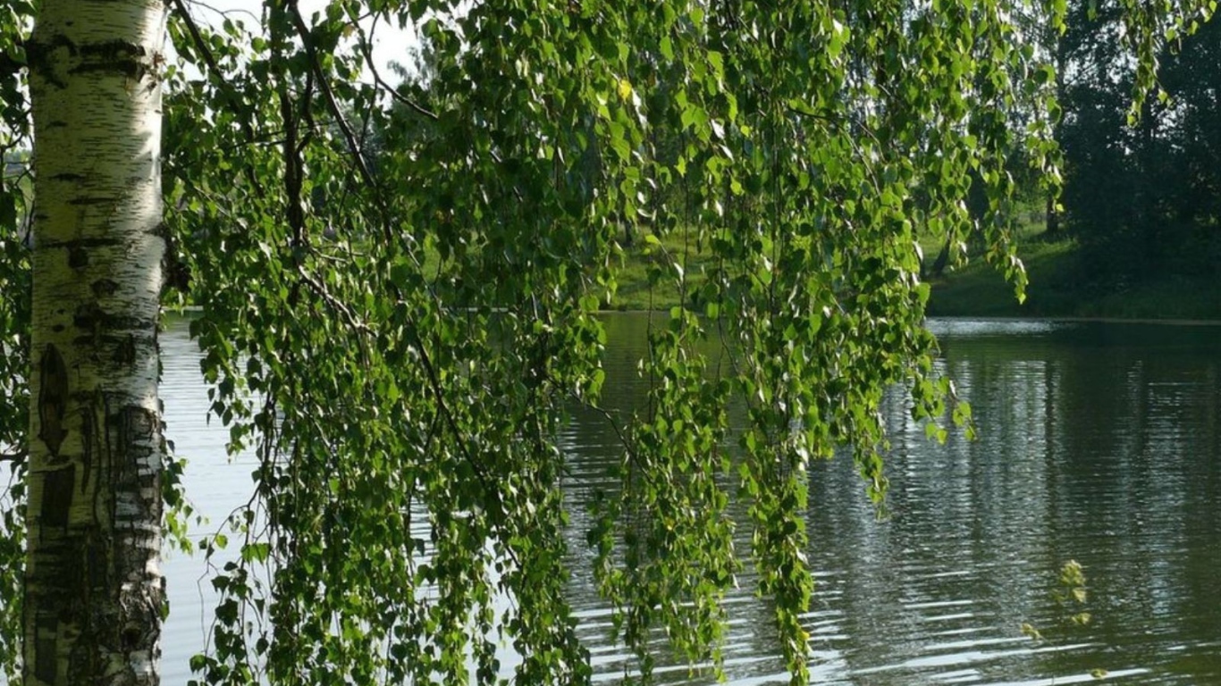 Береза на берегу реки