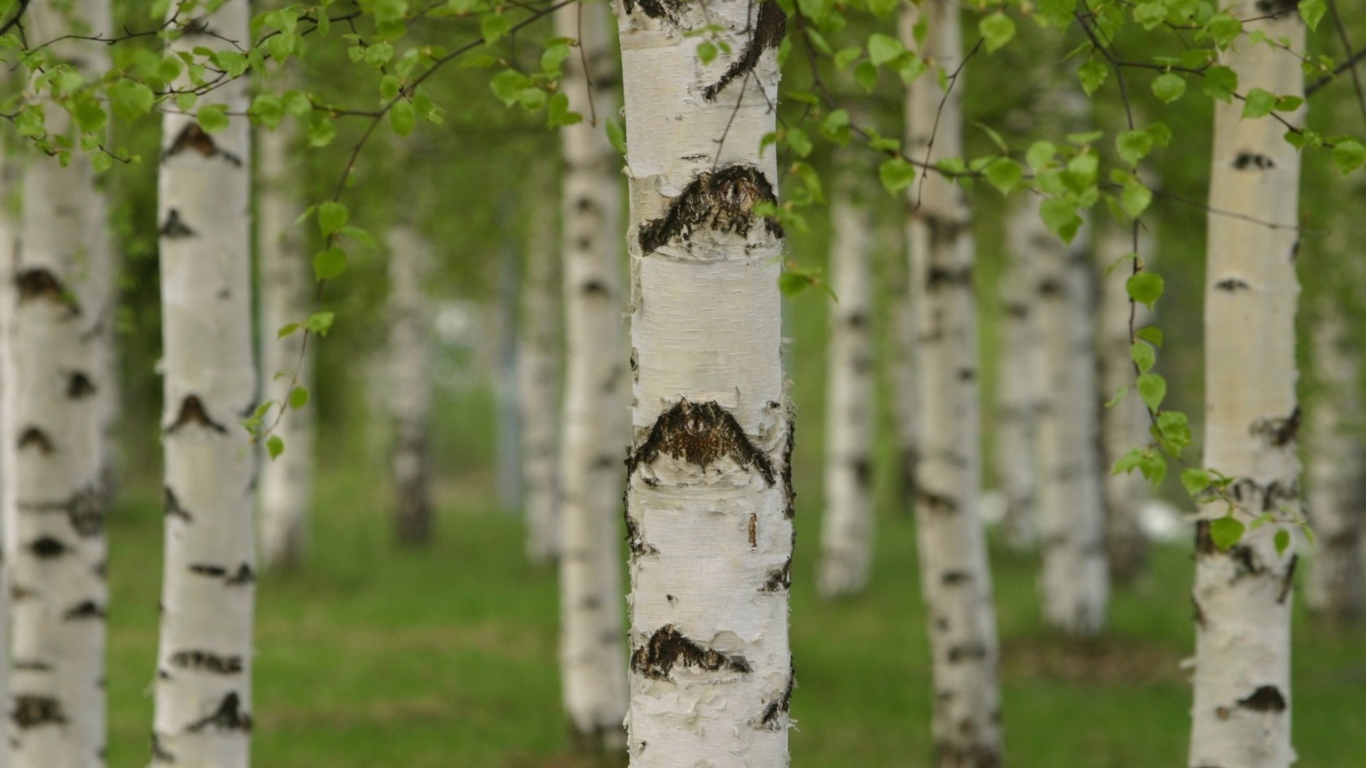 Березовая роща