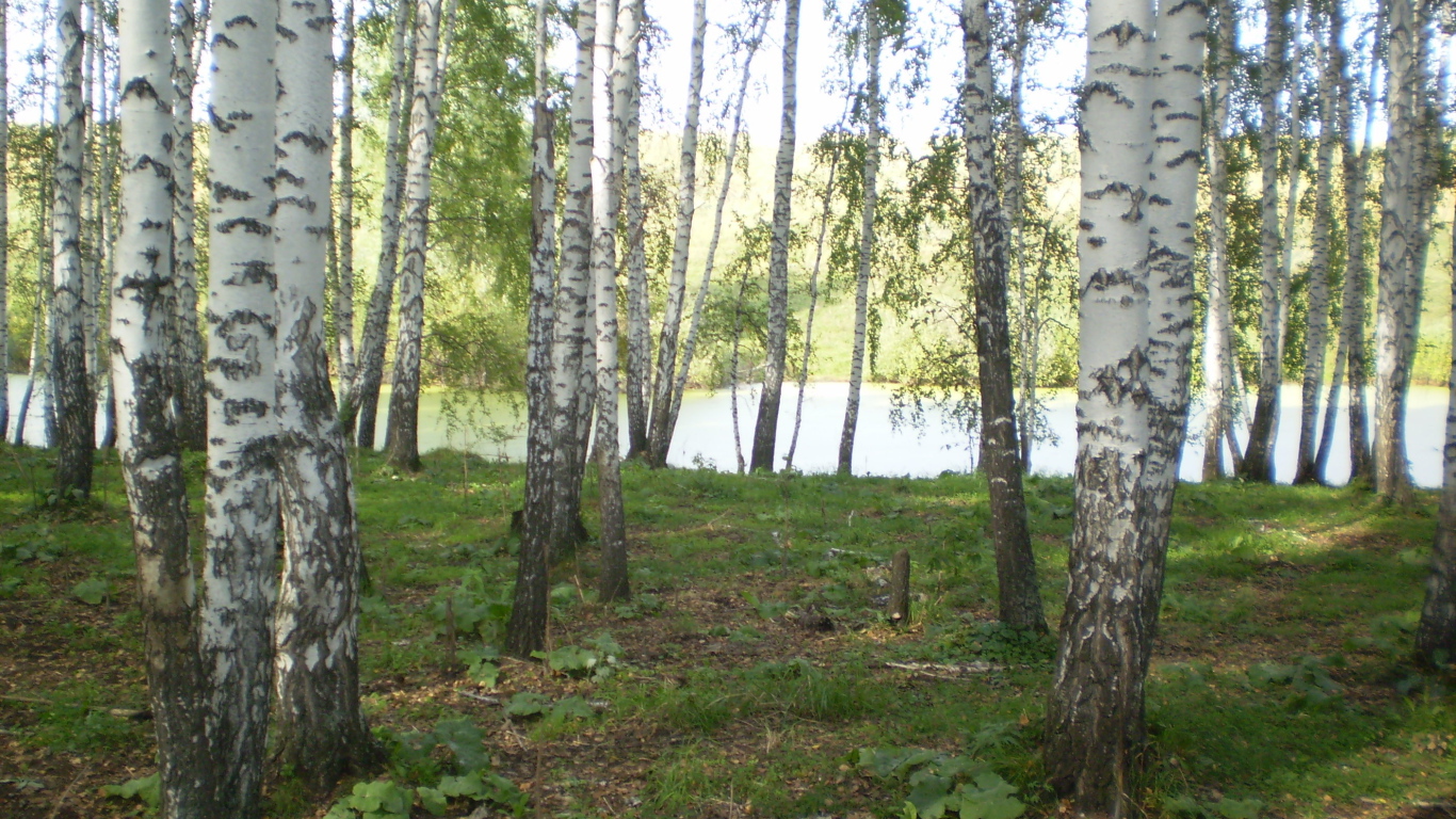 Березовая роща у озера