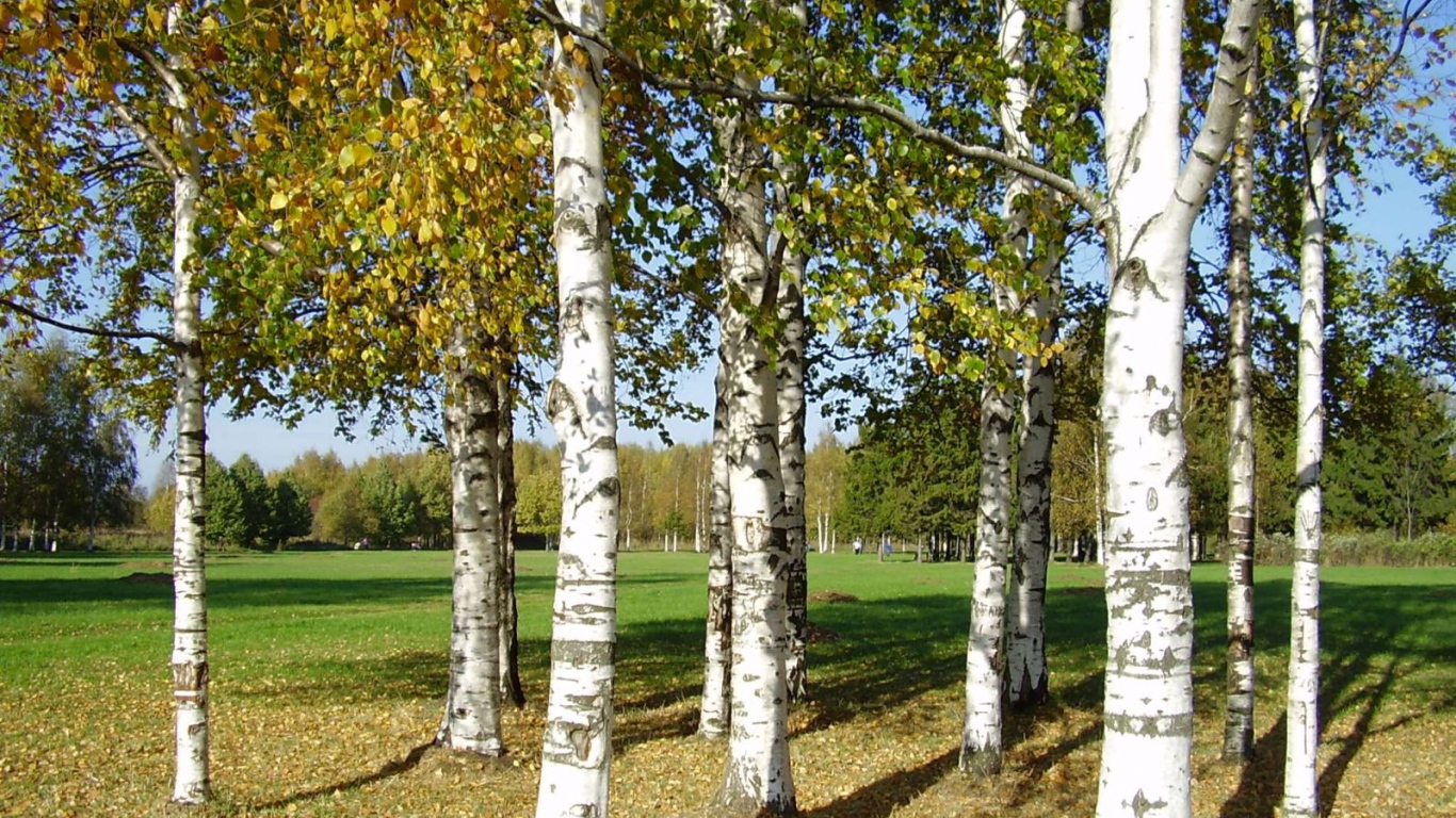 Березы на поляне