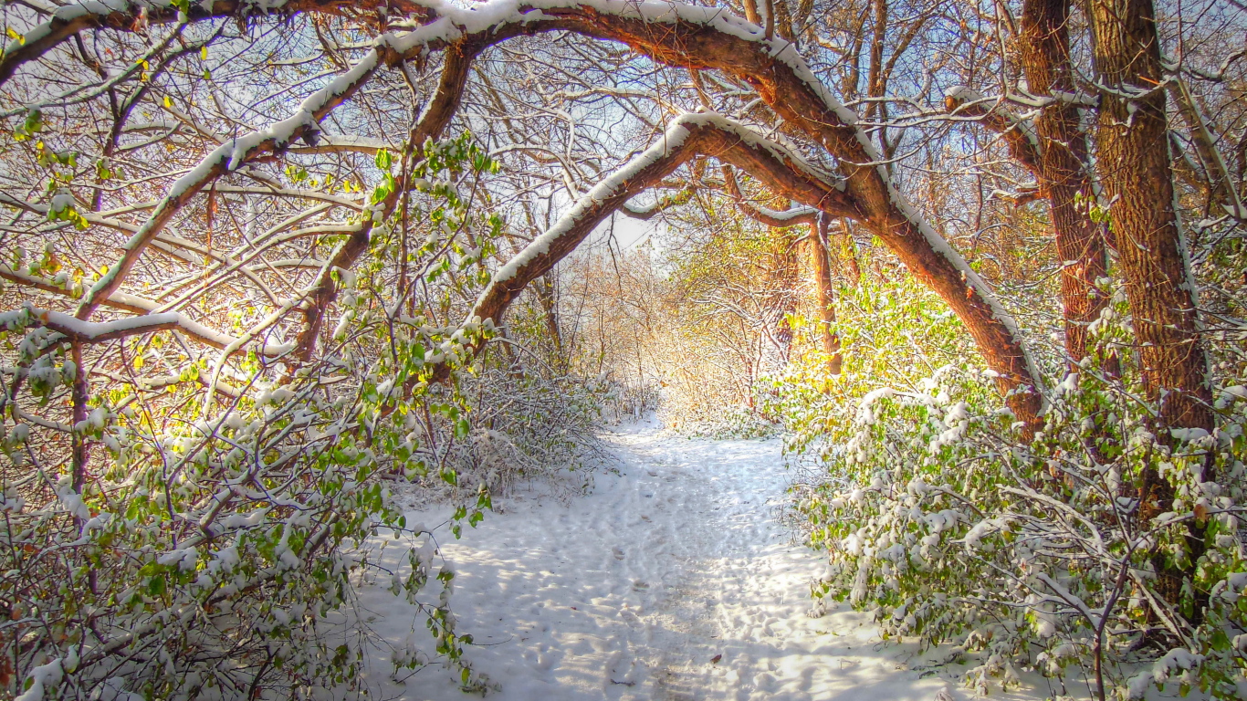 Зеленые лесные листья под снегом