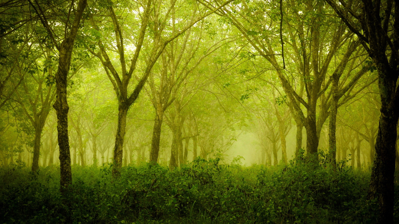 Зеленый летний сад