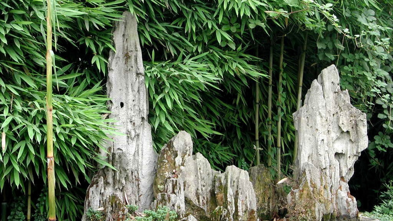 Японский бамбуковый лес