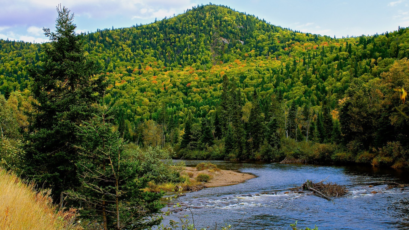 Гора покрытая лесом